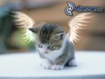 /album/fotogaleria/obrazky-4ever-sk-macka-kridla-9560610-jpg/